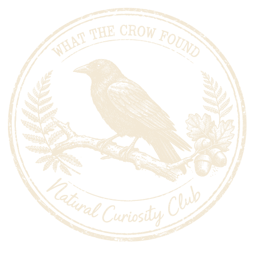What the crow found