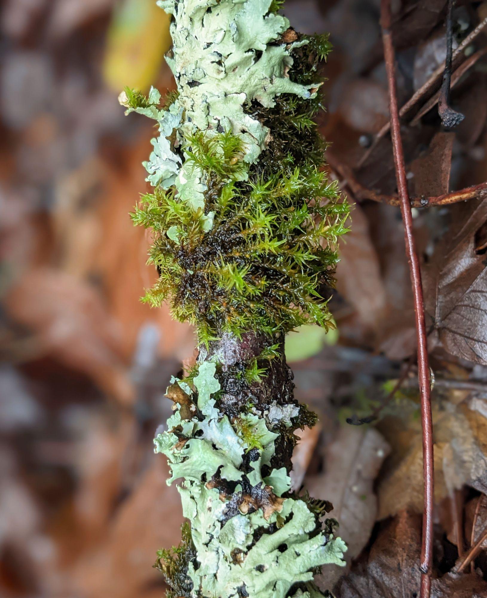 A close-up of pale lichen and bright green moss growing along a wet branch on the forest floor